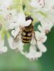 Syrphus sp.